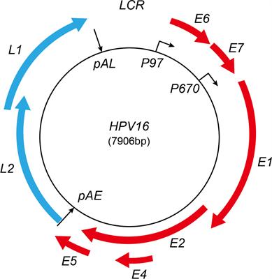 High-Risk Human Papillomavirus Oncogenic E6/E7 mRNAs Splicing Regulation